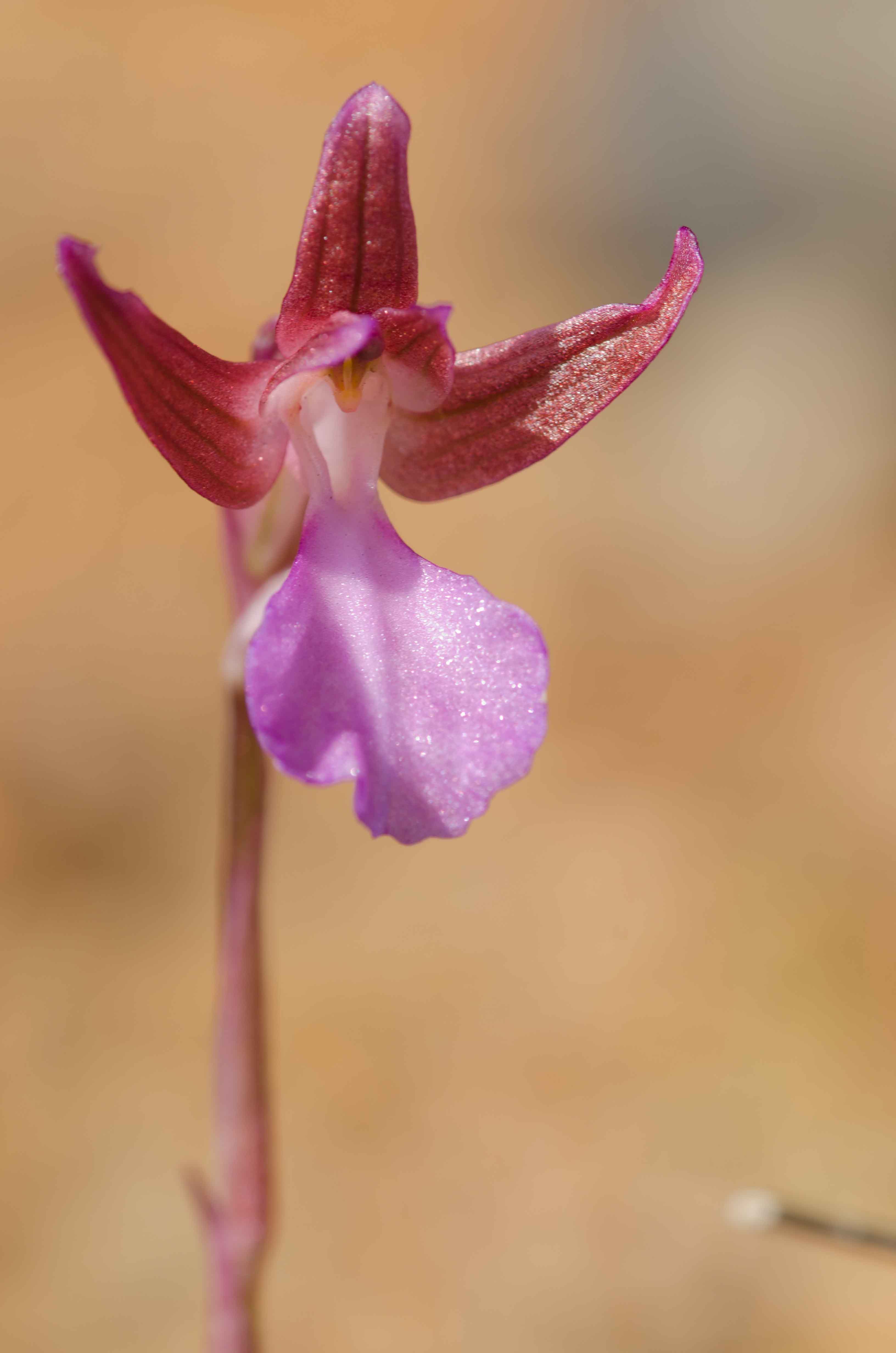 Anacamptis papilionacea, Isola d''Elba, 2